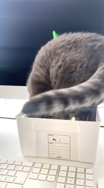 テレワークの邪魔をする猫ちゃん
