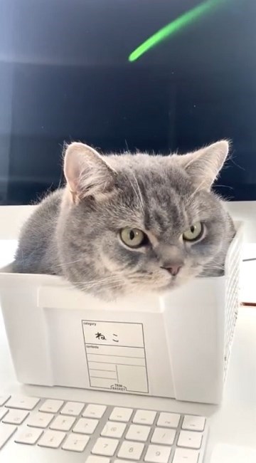 テレワークの邪魔をする猫ちゃん