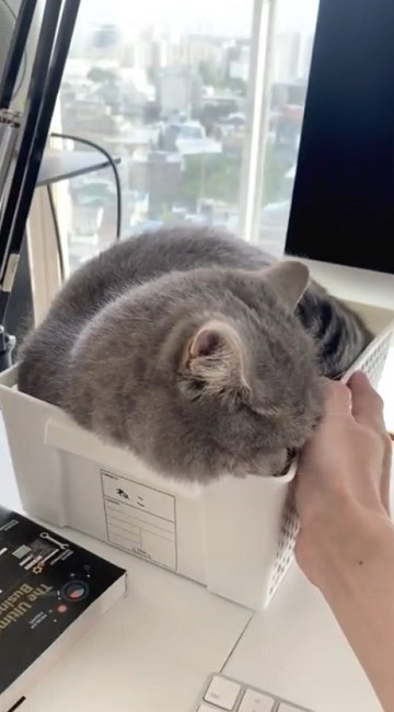 テレワークの邪魔をする猫ちゃん