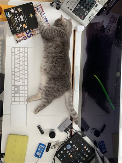 テレワークの邪魔をする猫ちゃん