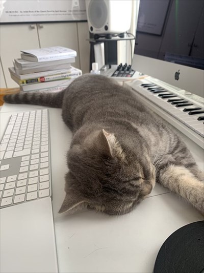 テレワークの邪魔をする猫ちゃん