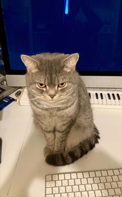 テレワークの邪魔をする猫ちゃん
