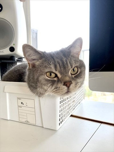 テレワークの邪魔をする猫ちゃん