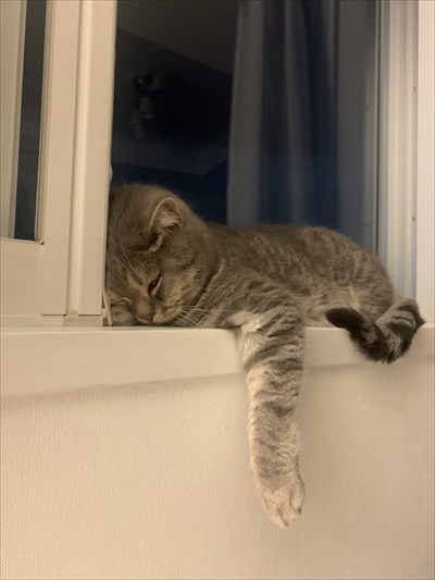 テレワークの邪魔をする猫ちゃん