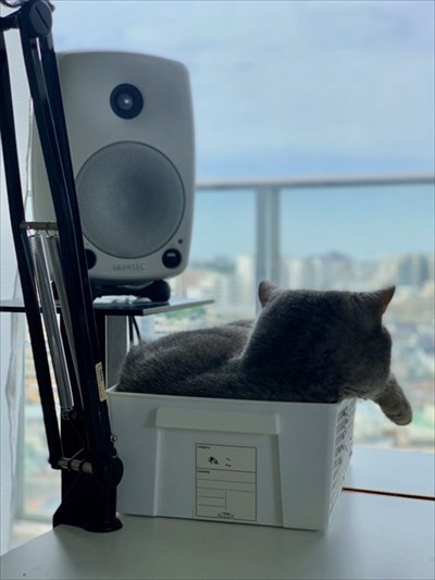 テレワークの邪魔をする猫ちゃん