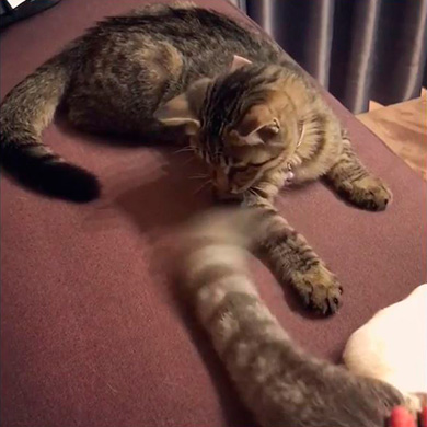 モアとメメさん