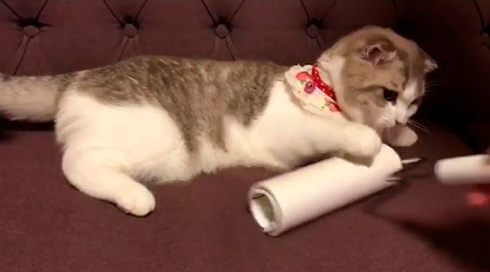 モアとメメさん