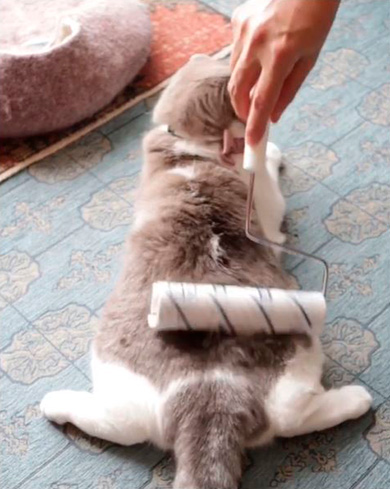 モアとメメさん