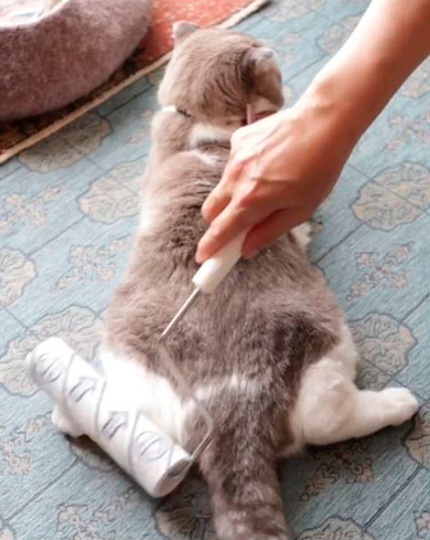 モアとメメさん