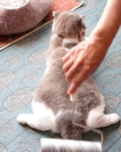 モアとメメさん