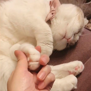 モアとメメさん