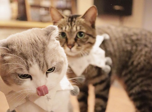 モアとメメさん