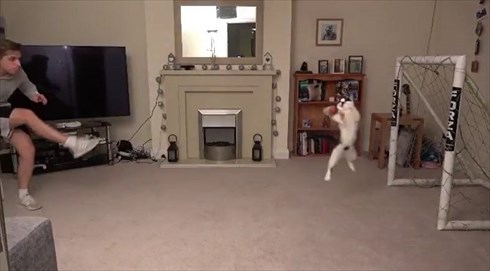 シュートを阻止する猫ちゃん