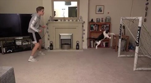 シュートを阻止する猫ちゃん