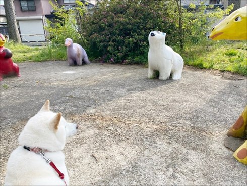 白柴『きなこ』のお気楽ブログ