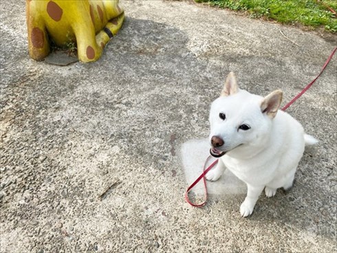 白柴『きなこ』のお気楽ブログ