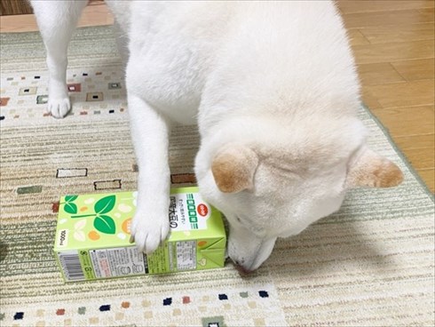 白柴『きなこ』のお気楽ブログ