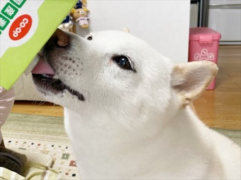 白柴『きなこ』のお気楽ブログ