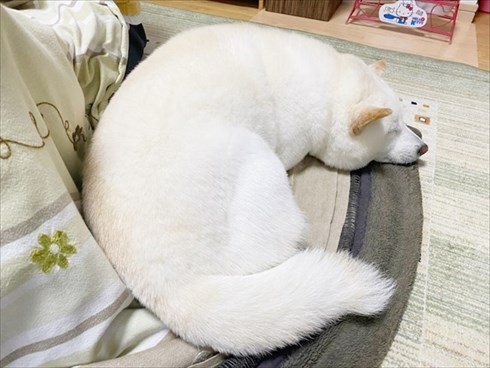 白柴『きなこ』のお気楽ブログ