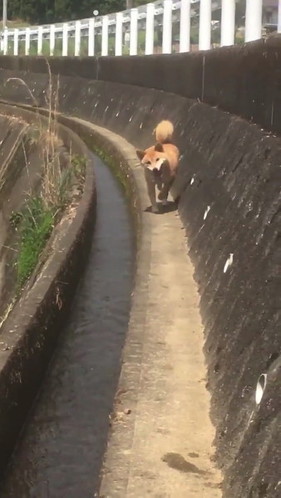 斜め小走りする柴犬