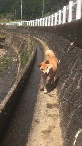 斜め小走りする柴犬
