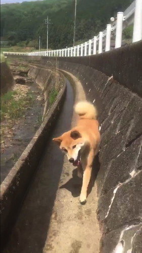 斜め小走りする柴犬
