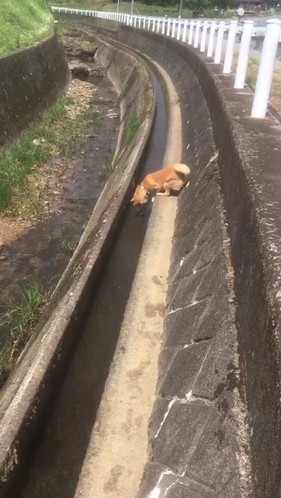 斜め小走りする柴犬