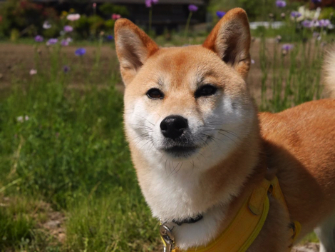斜め小走りする柴犬