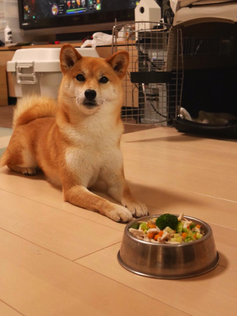 斜め小走りする柴犬