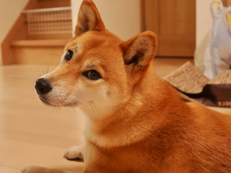 斜め小走りする柴犬