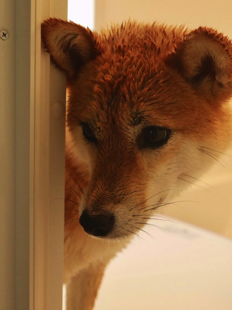 斜め小走りする柴犬