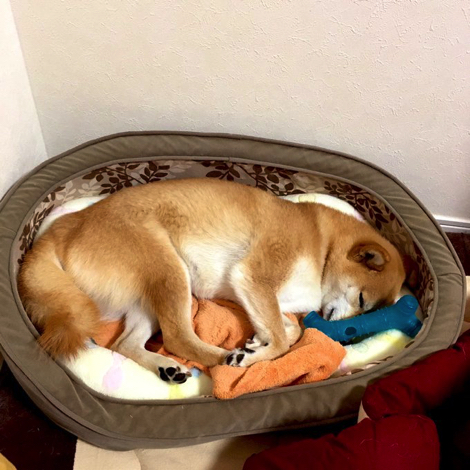 斜め小走りする柴犬