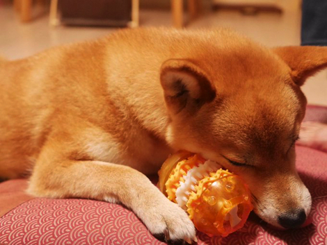 斜め小走りする柴犬