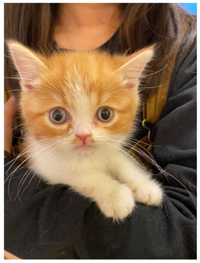 木村花 猫 からあげ ひなんちゅ テラスハウス