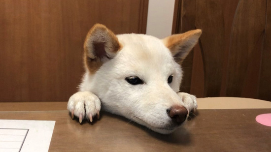 口テーブルノンくん