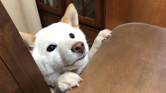  テーブルノンくん上目遣い