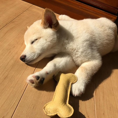 眠るちびノンくん