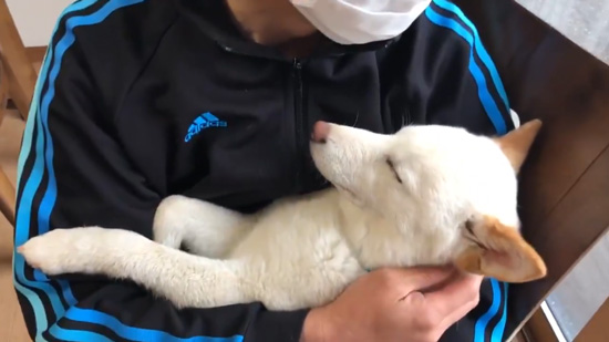 眠るノンくんややアップ