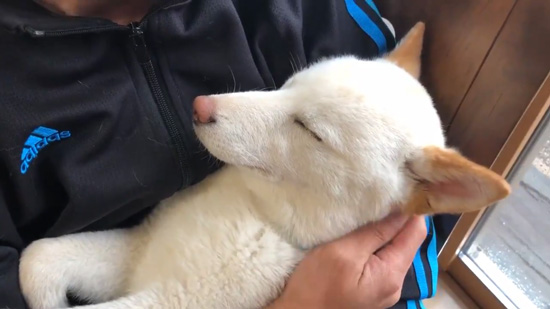 眠るノンくんアップ