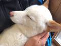 「ふええ、雷怖いワン……」→飼い主さんに抱っこされてスヤァ……　安心しきった表情で眠る柴犬がいとおしい