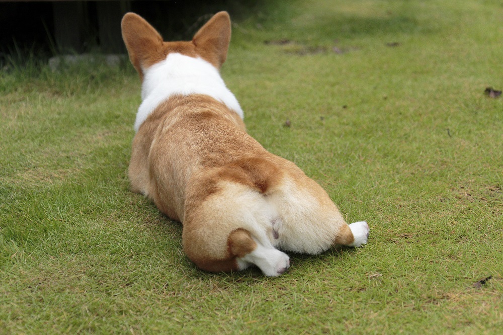 古布を纏ったコーギー雛 まん丸ボディをめいっぱい愛でる本 コギびらき | コーギー