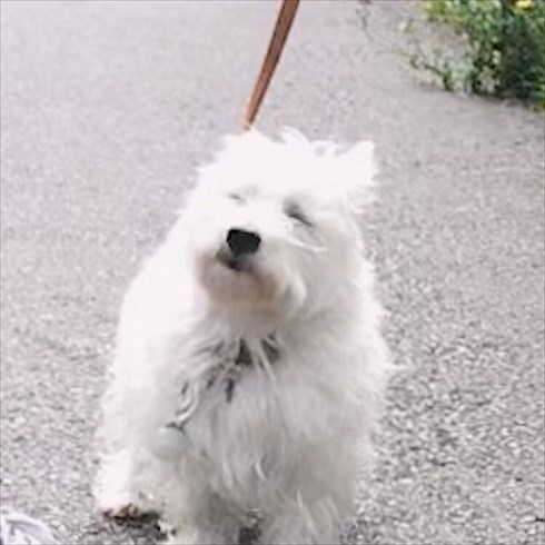 花に興味がないワンちゃん