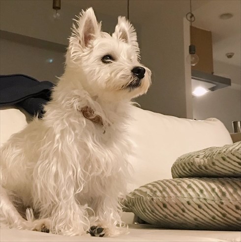 花に興味がないワンちゃん