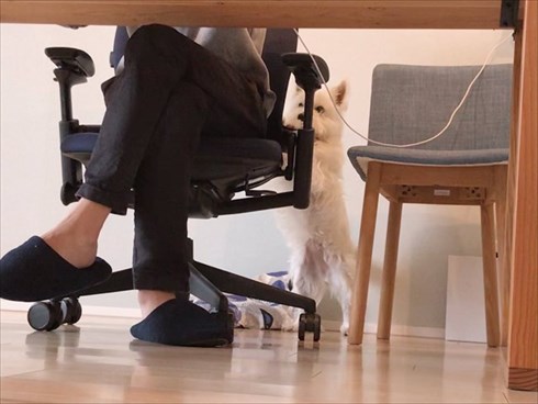 花に興味がないワンちゃん