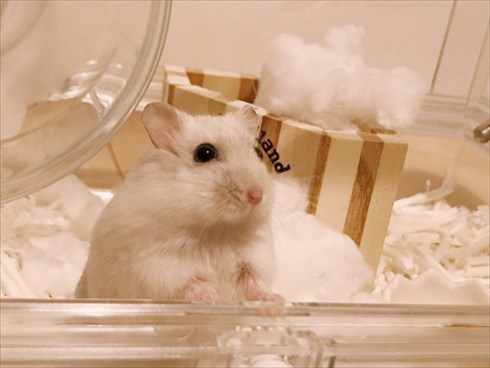 花に興味がないワンちゃん