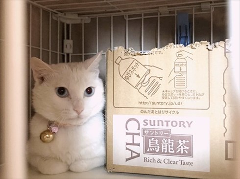 花に興味がないワンちゃん