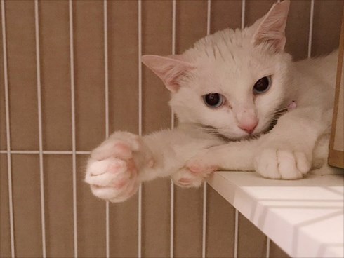 花に興味がないワンちゃん