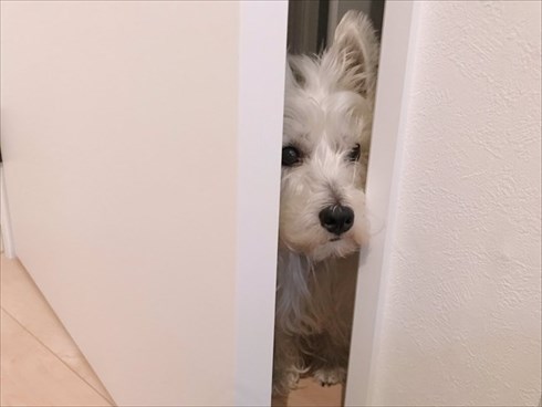 花に興味がないワンちゃん