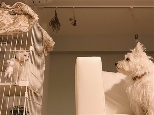 花に興味がないワンちゃん