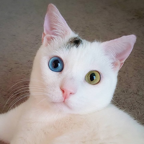 オッドアイ